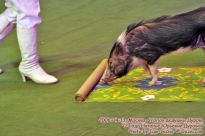 Дрессированная свинка в Уголоке дедушки Дурова - фото