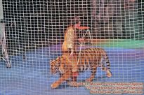 Дрессированные тигры - фото