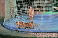 Тигр в клетке - фото
