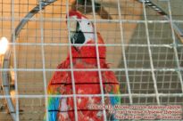 Попугай в Уголоке дедушки Дурова - фото