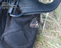 Бабочка на сумке - фото
