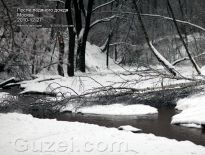 Речка Чертановка и упавшая берёза - фото
