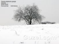 Одинокое дерево на Лысой горе - фото