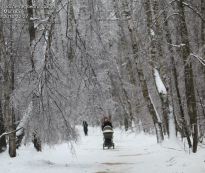Прогулка в ледяном лесу - фото