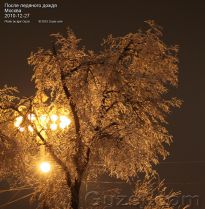Дерево во льду просвеченное фонарями - фото