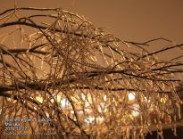 Ветви во льду подсвеченные уличным фонарями - фото