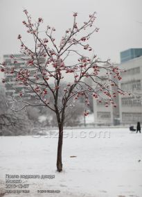 Рябиновое дерево легко переносит ледяную корку - фото