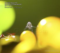 Bonnie Tyler в шарах - фото